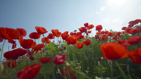 Nahaufnahme-Von-Roten-Mohnblumen-In-Einem-Feld-An-Einem-Sonnigen-Tag