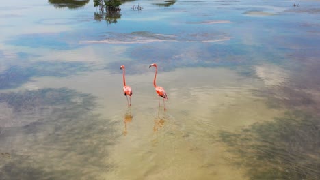 aerial-view-of-bright-pink-flamingo-birds-in-their-natural-habitat-in-Yucatan,-Mexico