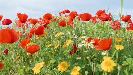 Viele-Wilde-Blumen-Blühen-Im-Frühling-Auf-Der-Bunten-Wiese