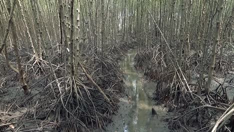 Mangrovenwald-Oder-Sumpfwald-In-Der-Khung-Kraben-Bay-Von-Chanthaburi-In-Thailand