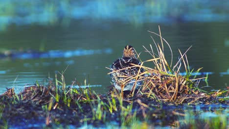 Common-snipe-feeding-in-wetland-flooded-meadow-close-up-in-morning-sunlight