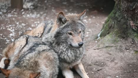 Schöner-Eurasischer-Grauer-Wolf,-Der-Wachsam-Ist,-Während-Sein-Partner-Schläft
