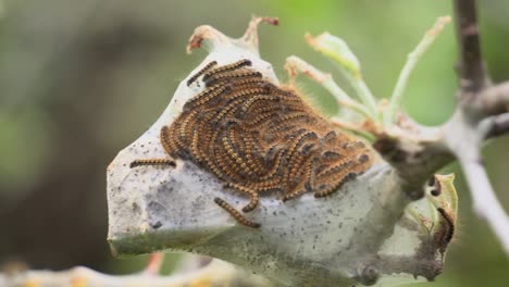 Several-tent-caterpillars-on-a-nest-in-a-tree-branch,-close-up,-macro