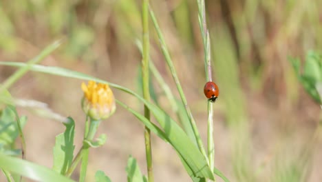 ladybug-on-green-grass-leaf