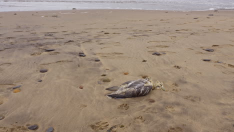 Dead-bird-on-a-sandy-beach-Whitby-Yorkshire-UK,-concept-pollution