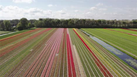 drone-shot-flying-backwards-over-dutch-tulip-fields-in-4k