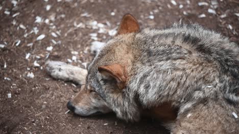 Close-up-of-Beautiful-Eurasian-Grey-Wolf-sleeping-on-the-ground-in-the-forest