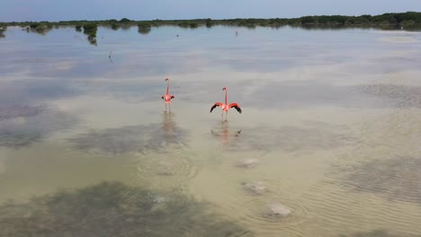 aerial-view-of-a-group-of-bright-pink-flamingo-birds-in-their-natural-habitat-in-Yucatan,-Mexico