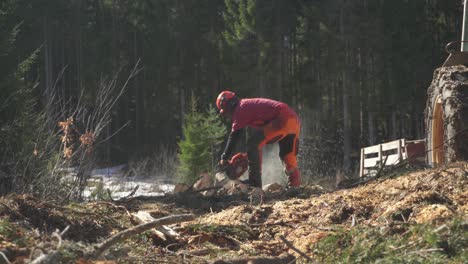 Holzfäller-Schnitt-Bäume-Im-Wald-Mit-Einer-Kettensäge