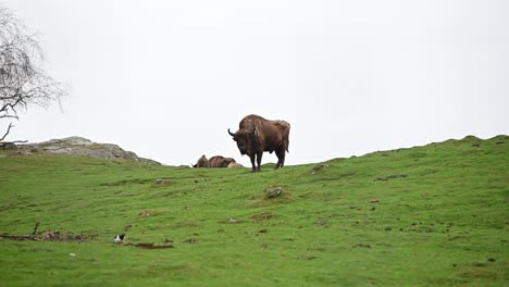 Male-European-Bison-looking-towards-the-camera-while-the-rest-of-the-herd-is-grazing-on-top-of-the-hill