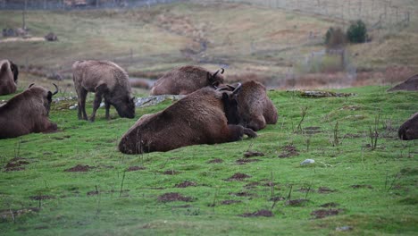 Herd-of-European-Bisons-grazing-and-resting-on-top-of-the-hill