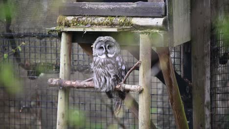 Beautiful-Great-Grey-Owl-looking-towards-the-camera-from-inside-the-Zoo-enclosure-on-a-windy-day