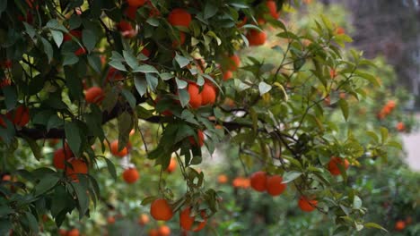 árbol-Verde-Con-Muchas-Naranjas-Brillantes-En-Cámara-Lenta