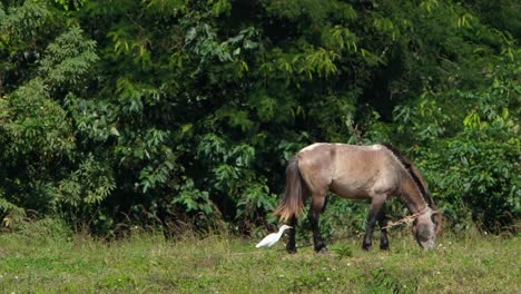 Ein-Reiher-Nutzt-Die-Freigelegten-Insekten-Des-Pferdes-Beim-Füttern,-Muak-Klek,-Thailand