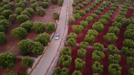 Car-driving-surrounded-by-neatly-aligned-olive-trees-in-the-countryside-of-southern-Italy,-Puglia