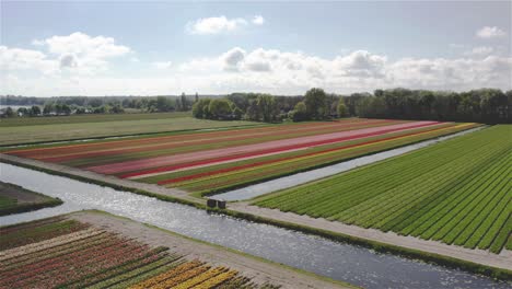Drohnenschuss-Dreht-Sich-Langsam-über-Niederländischen-Tulpenfeldern-In-4k