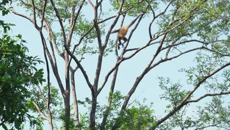 Seen-on-the-left-top-corner-then-swings-to-the-right-and-into-the-middle,-Lar-Gibbon-Hylobates-lar-ultraman,-Kaeng-Krachan-National-Park,-Thailand