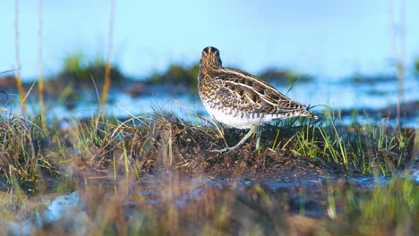 Common-snipe-feeding-in-wetland-flooded-meadow-close-up-in-morning-sunlight