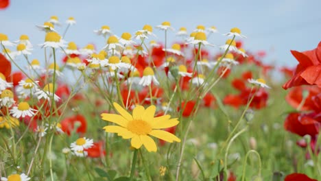 Close-up-view-of-meadow-field-full-of-colorful-beautiful-wild-flowers