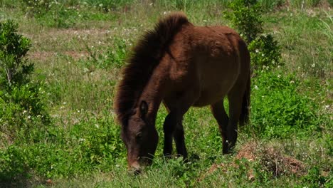 A-brown-horse-feeding-moving-forward-to-the-left,-Muak-Klek,-Thailand