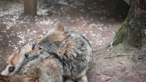 Wunderschöner-Eurasischer-Grauer-Wolf,-Der-Seinen-Partner-Im-Zoogehege-Kuschelt