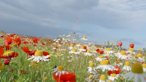 Schöne-Wilde-Blumen-Auf-Einer-Bunten-Wiese-Im-Frühling