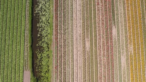 drone-shot-starting-low-and-flying-straight-up-over-dutch-tulip-fields-in-4k