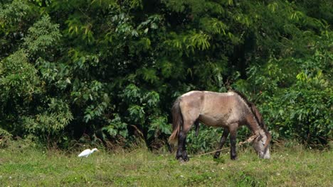 Facing-to-the-right-grazing-as-an-Egret-approaches-from-behind,-Muak-Klek,-Thailand