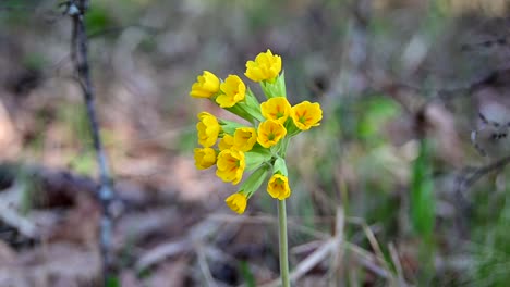 footage-of--cowslip---during-windy-day