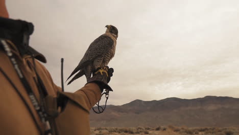 Slow-Motion-Falcon-Flying-Away-From-Falconer-Handler
