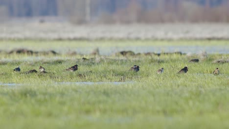 A-flock-of-ruff-in-breading-season-hiding-in-grass-in-wetlands-flooded-meadows