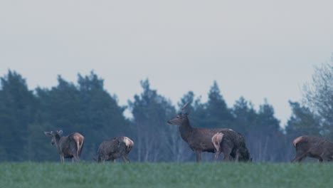 Eine-Herde-Wilder-Hirsche,-Die-Sich-In-Der-Abenddämmerung-Nach-Sonnenuntergang-Auf-Dem-Erntefeld-Ernähren