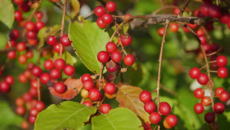 Close-up-of-cherry-clusters-on-wild-tree