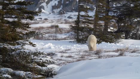Polar-bear-runs-over-snowy-landscape-amongst-trees,-freezing-weather