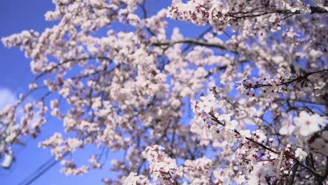Zweige-Eines-Kirschblütenbaums-Mit-Schönen-Blumen-Im-Frühling