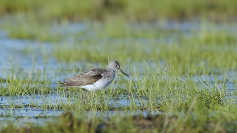 Common-greenshank-in-feeding-in-wetlands-during-spring-migration