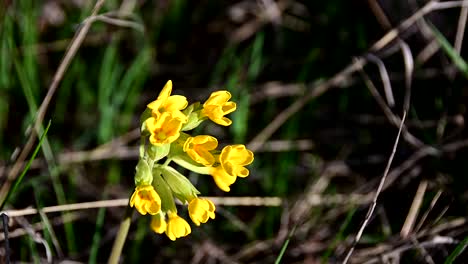 footage-of-cowslip--during-windy-day