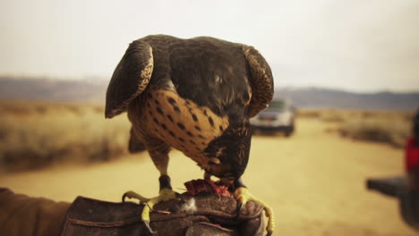 Falcon-Handler-Feeding-Bird-Of-Prey-On-A-Road-In-The-Desert