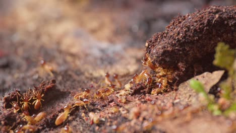 Eine-Gruppe-Von-Termiten-Krabbelt-Auf-Einem-Stück-Holz-Auf-Dem-Boden-Eines-Tropischen-Klimagebiets,-Neigung-Nach-Oben