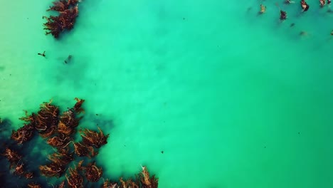 Aerial-top-down-view-of-brown-sea-weed-in-the-turquoise-ocean-water