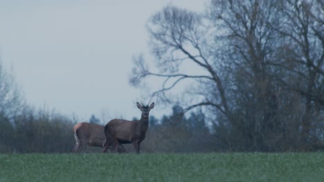 A-flock-of-wild-deer-feeding-on-crop-field-in-evening-dusk-after-sunset