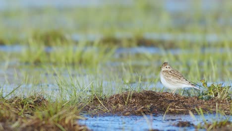 Skylark-resting-and-feeding-on-the-ground-in-wetlands-flooded-meadows