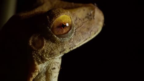 Side-view-tree-frog-closeup-making-its-skin-and-eyes-visible-showing-its-tympanum
