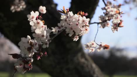 Blühende-Rosa-Kirschblüten-Sakura-Auf-Baumasten-Im-Frühling