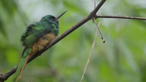 A-beautiful-colored-jacamar-bird-is-perched-on-a-branch-while-it-ruffles-its-feathers-and-looks-around,-close-up-static-shot