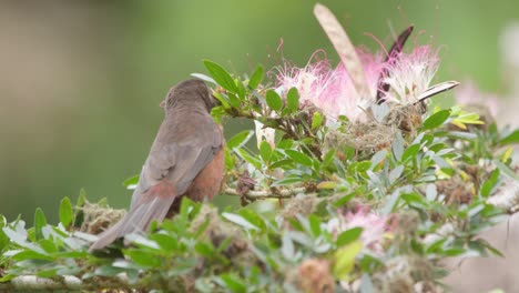 Female-silver-beaked-tanager-sitting-between-the-pink-powder-puff-flowers-hunts-for-insects