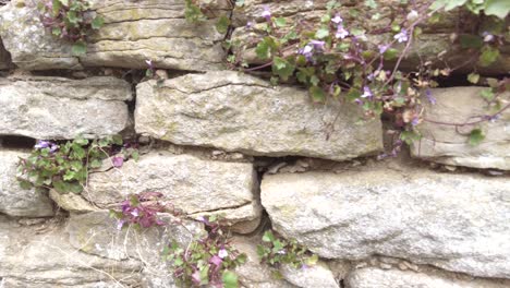 Slow-pan-of-an-old-mud-and-stone-wall-in-rural-Europe,-close-up