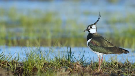 Lapwing-resting-in-wetlands-flooded-meadows-in-early-sprin