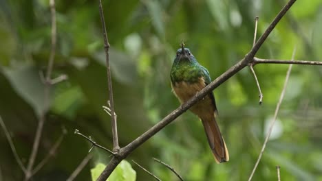 A-jacamar-bird-perched-on-a-branch-then-flies-in-a-circle-and-hunts-a-small-insect-and-lands-back-onto-the-branch-to-eat-it,-static-shot