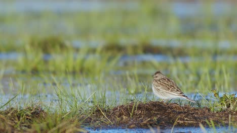 Skylark-resting-and-feeding-on-the-ground-in-wetlands-flooded-meadows